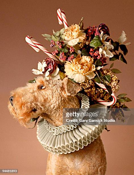 dog with headpiece - elizabethan collar stock pictures, royalty-free photos & images