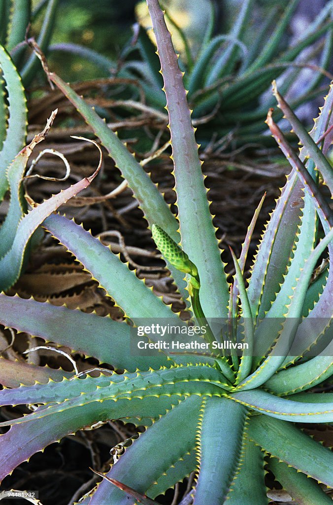 Aloe