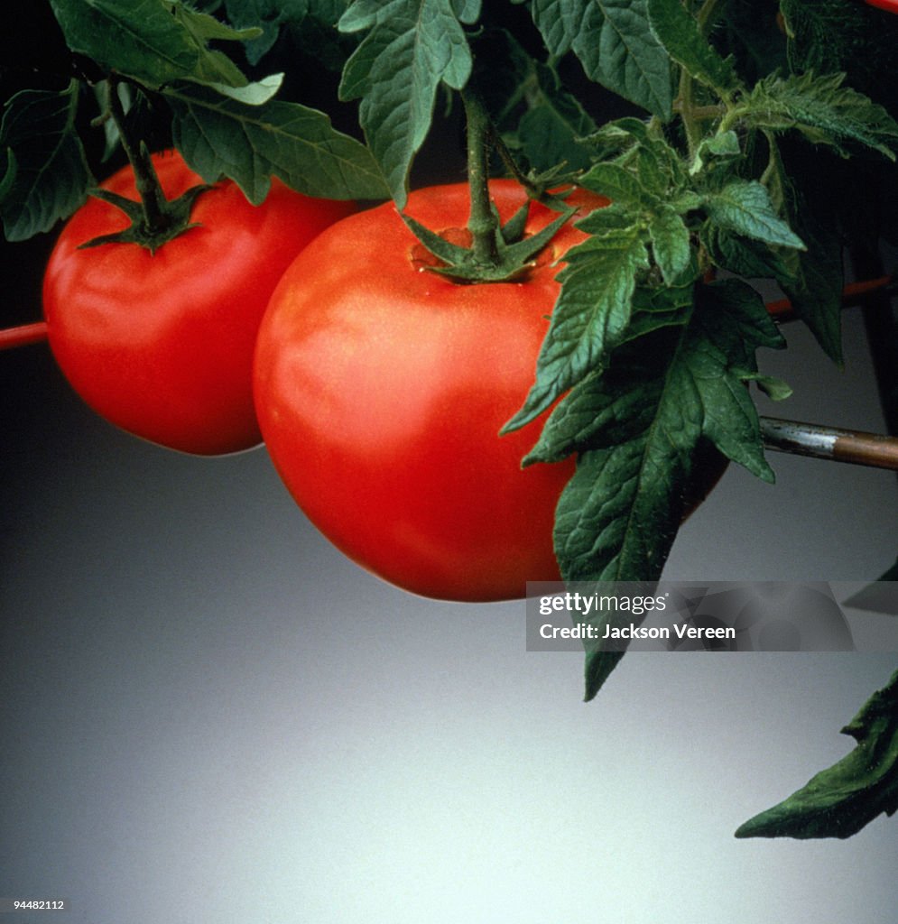 Two tomatoes on vine
