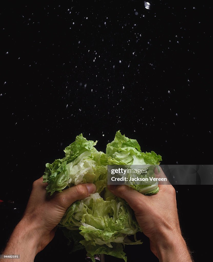 Person tearing iceberg lettuce