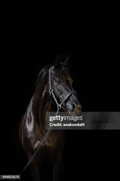 portrait of  beautiful black breed stallion at black background - black horse stockfoto's en -beelden