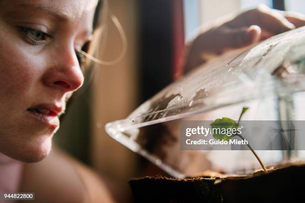 woman looking at seedling. - small beginnings stock pictures, royalty-free photos & images