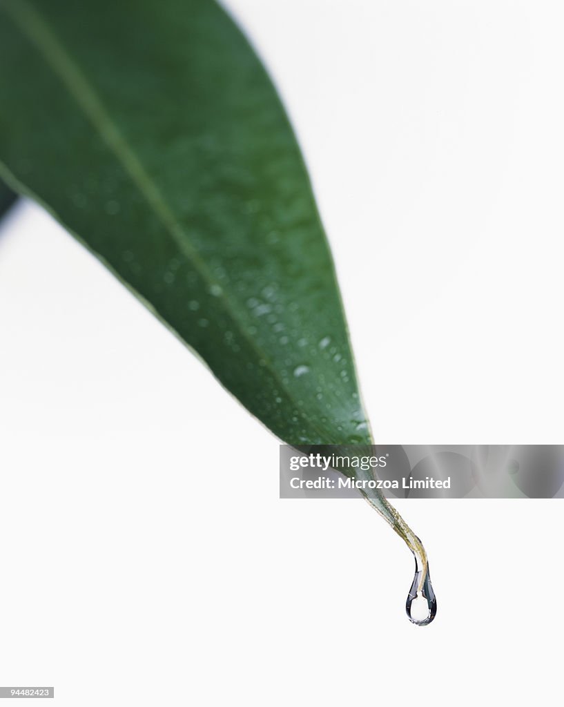 Dew on tip of leaf