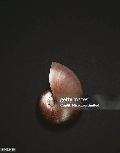 seashell - microzoa stock pictures, royalty-free photos & images