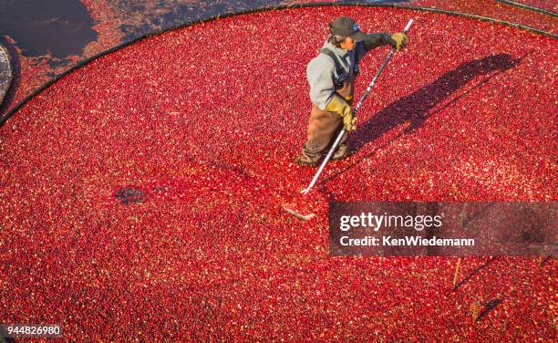 cranberry harvester - wareham stock pictures, royalty-free photos & images