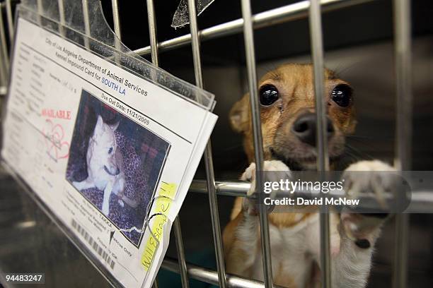 Chihuahua waits adoption at a Los Angeles Department of Animal Services shelter on December 15, 2009 in Los Angeles, California. Chihuahuas make up...