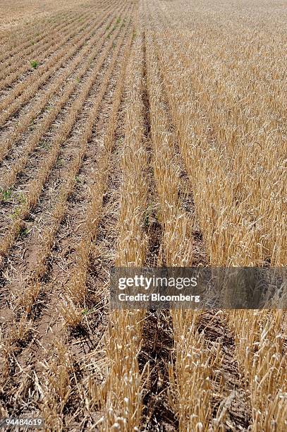 Straight rows of stubble mark the harvested and unharvested sections of a barley field in Point Wilson, outside of Melbourne, Australia, on Tuesday,...