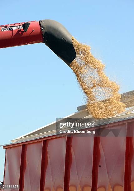 Harvested barley is poured into a holding tank in a field in Point Wilson, outside of Melbourne, Australia, on Tuesday, Dec. 15, 2009. Australian...