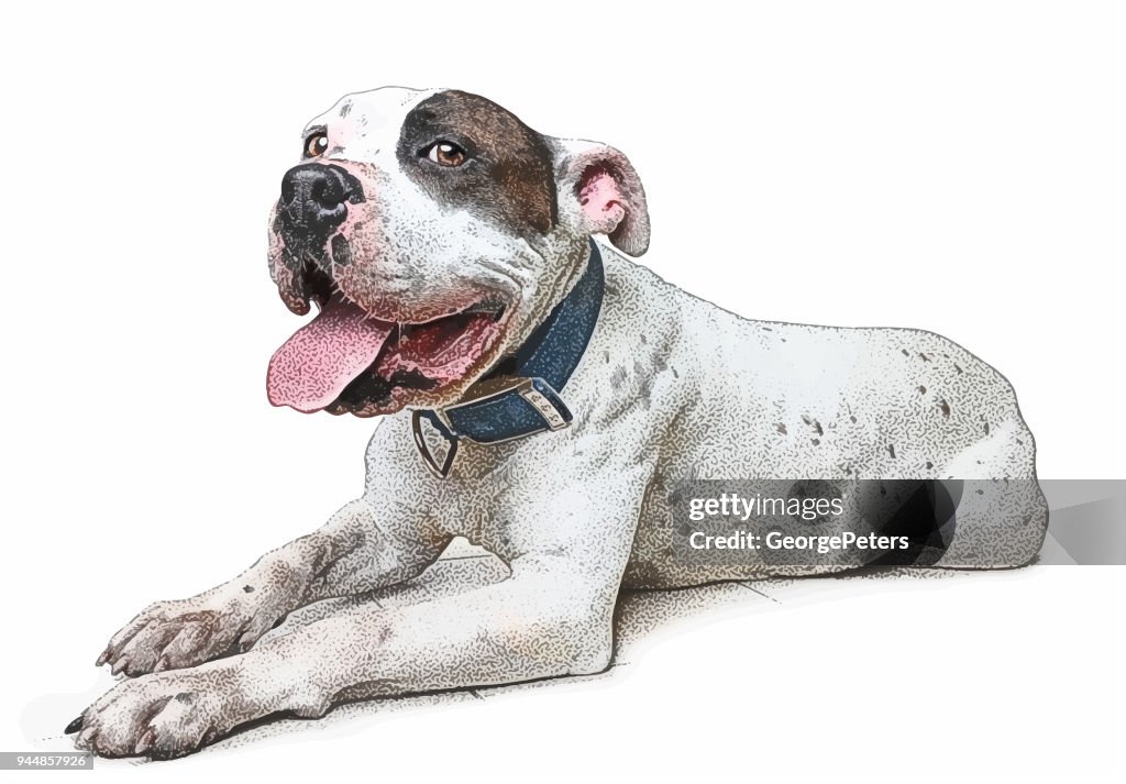 Alegre Pit Bull Terrier