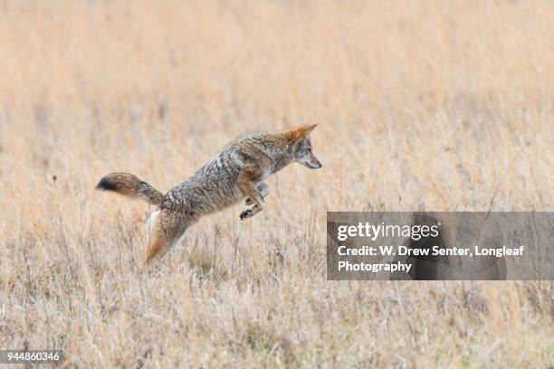 coyote pounce - gatlinburg stock pictures, royalty-free photos & images