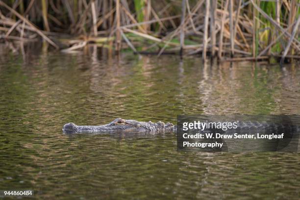 american alligator - gulf shores alabama stockfoto's en -beelden