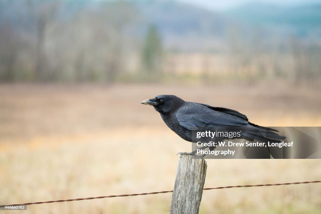 Crow on a Fence Post