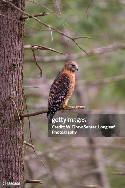 red-shouldered hawk - gatlinburg bildbanksfoton och bilder