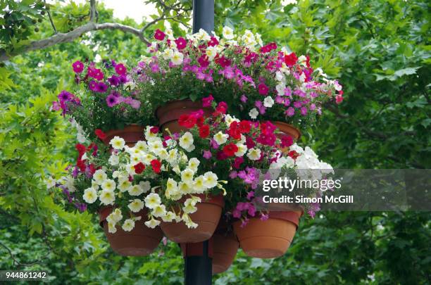 petunias in bloom in flower pots on a street light - hanging basket stock pictures, royalty-free photos & images