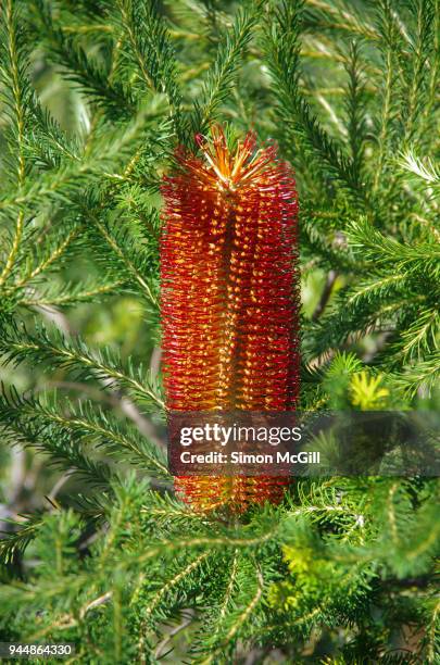 banksia flower in bloom - protea stock pictures, royalty-free photos & images