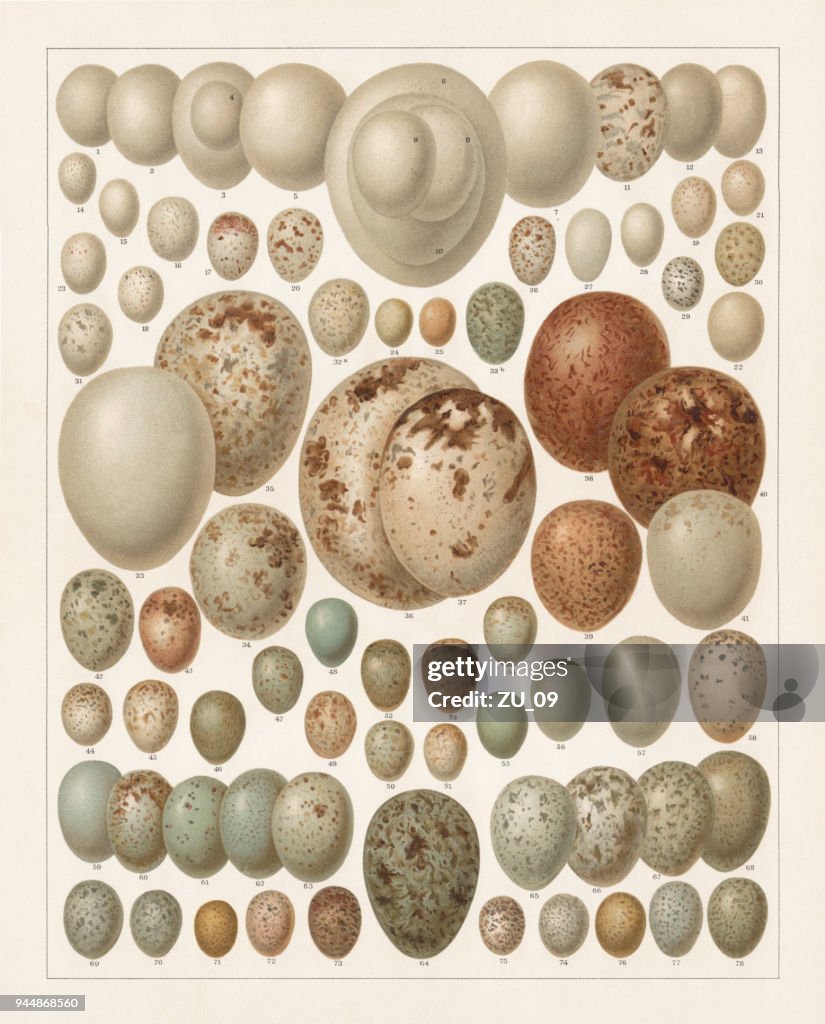 Huevos de aves europeas, litografía, publicadas en 1897