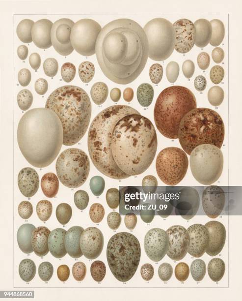 ilustraciones, imágenes clip art, dibujos animados e iconos de stock de huevos de aves europeas, litografía, publicadas en 1897 - búho real
