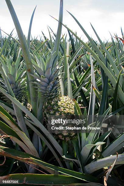 pineapple field - stephan de prouw stock-fotos und bilder