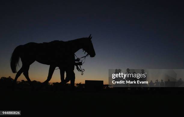 Racehorse Winx is paraded in the mounting yard after competing in an early morning gallop during a trackwork session at Rosehill Gardens on April 12,...