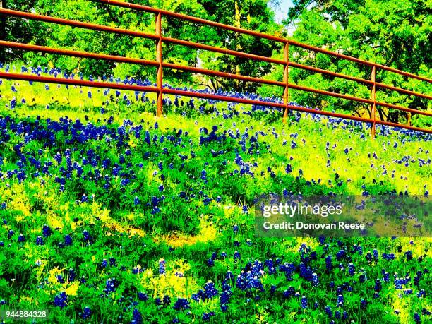 texas ranch landscape.  bluebonnet field - texas bluebonnet stock pictures, royalty-free photos & images