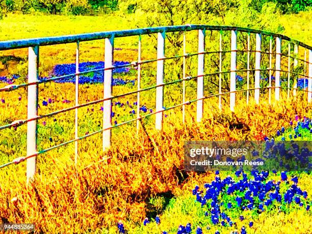 texas ranch. bluebonnet field - texas bluebonnet stock pictures, royalty-free photos & images