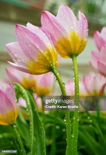 tulipa tarda botanical tulips in the rain - tulipa tarda stock pictures, royalty-free photos & images