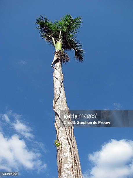 tall palm tree - stephan de prouw stock-fotos und bilder