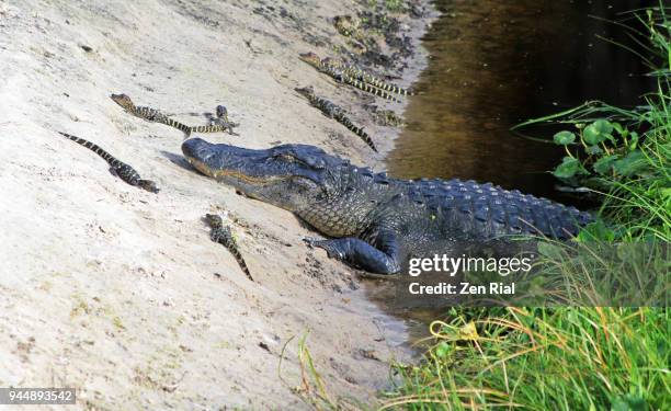 american alligator - alligator mississippiensis in its natural environment resting  surrounded by it's newly hatched young ones - remote guarding stock pictures, royalty-free photos & images