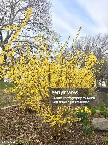springtime erupts in vibrant yellow: forsythia plants in full bloom in an urban park in nyc - fort greene park stock pictures, royalty-free photos & images