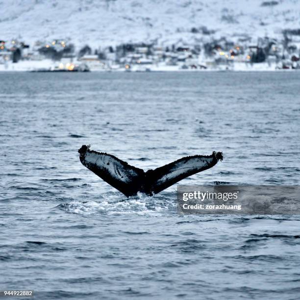 baleines en côte, tromso (norvège) - comté de troms photos et images de collection