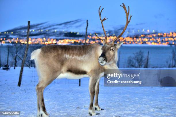 Lighted Outdoor Reindeer Photos and Premium High Res Pictures - Getty ...