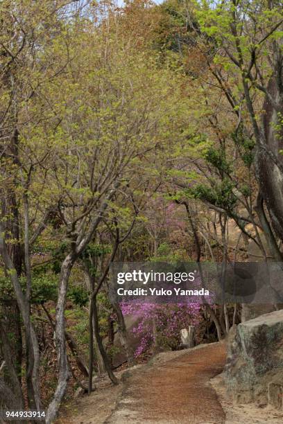 Azalea Path Azalea Path Photos and Premium High Res Pictures - Getty Images