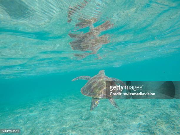 onderwater schot van soepschildpad zwemmen - gili trawangan stockfoto's en -beelden