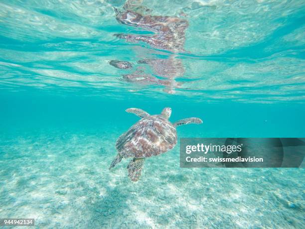 underwater shot of green turtle swimming - gili trawangan stock pictures, royalty-free photos & images