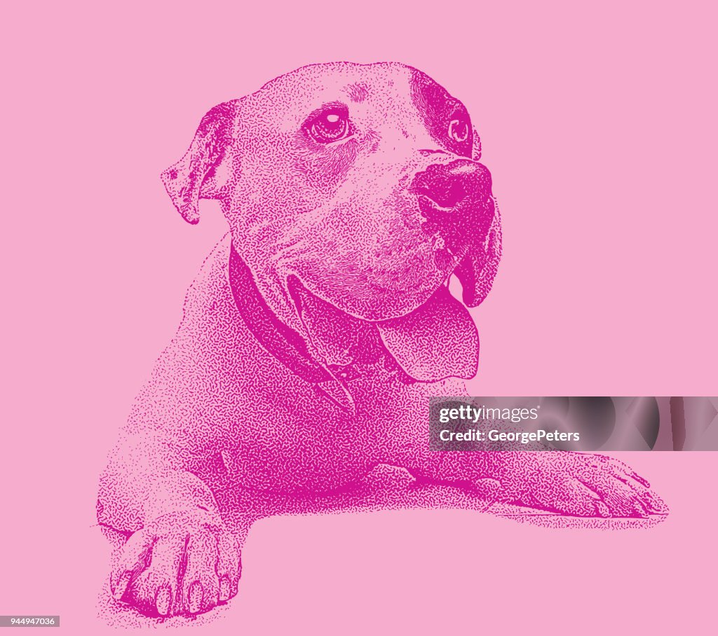 Jeune mâle Pit Bull Terrier