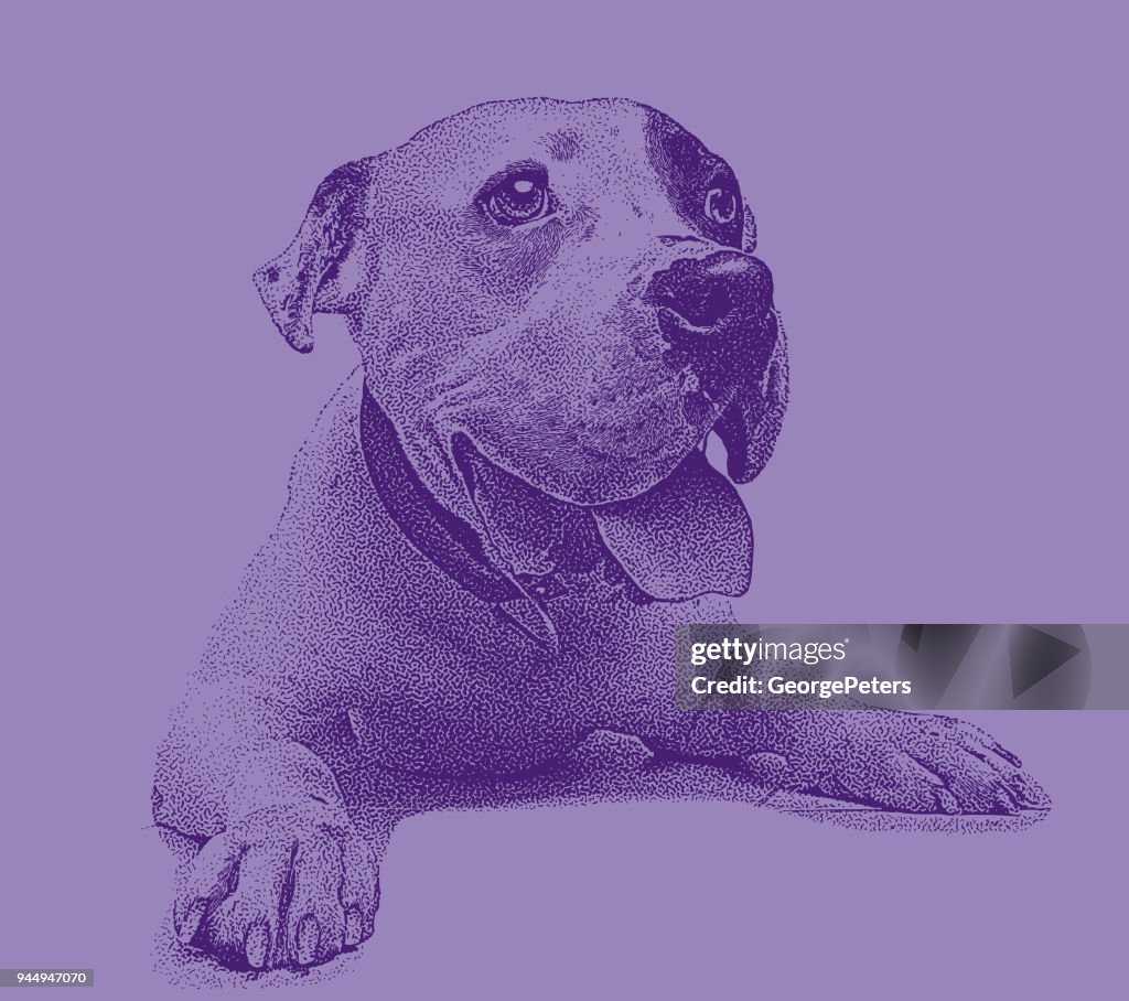 Jeune mâle Pit Bull Terrier