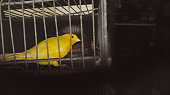 Caged Canary