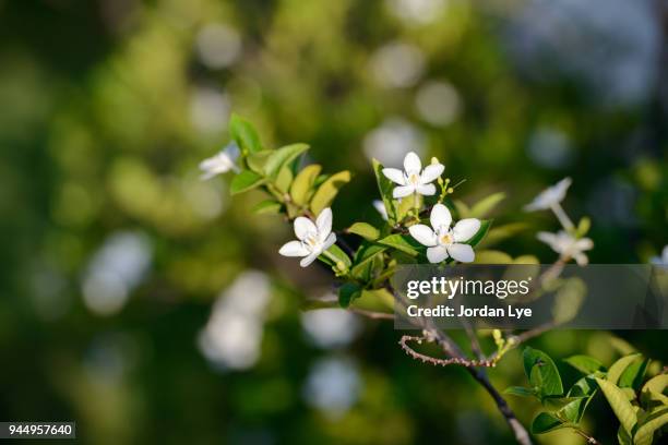 white jasmine flower - jordan weiss stock-fotos und bilder