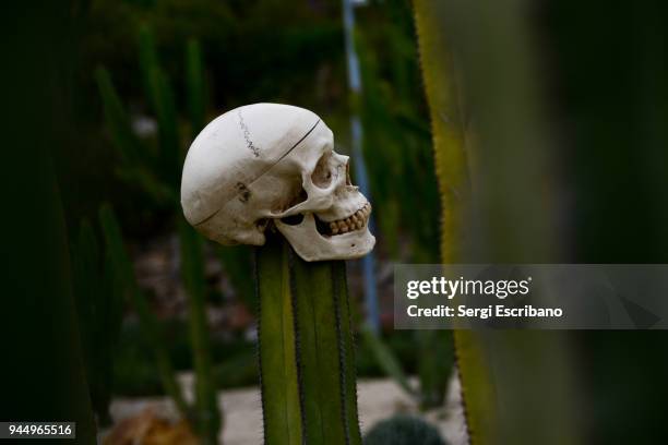 human skull in a mexican cactus - pre columbian stock pictures, royalty-free photos & images