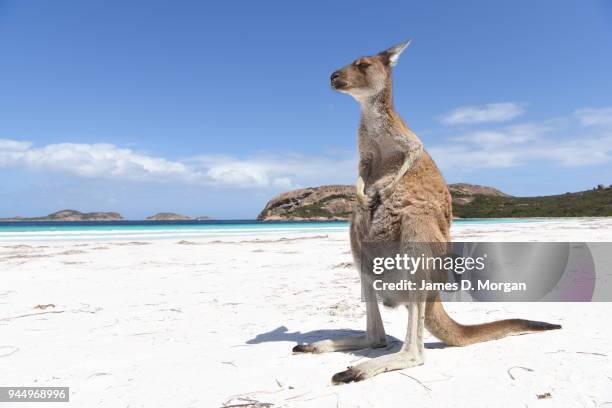 Kangaroos on the beach in Lucky Bay in the Cape Le Grand National Park on August 06, 2014 in Lucky Bay, Western Australia. The bay is a huge tourist...