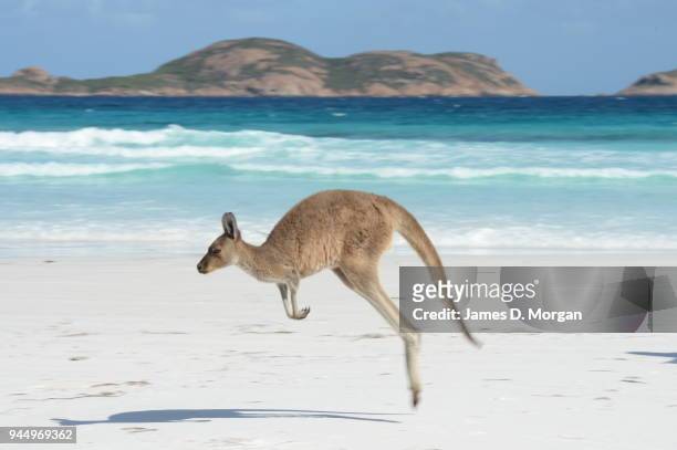 Kangaroos on the beach in Lucky Bay in the Cape Le Grand National Park on August 06, 2014 in Lucky Bay, Western Australia. The bay is a huge tourist...