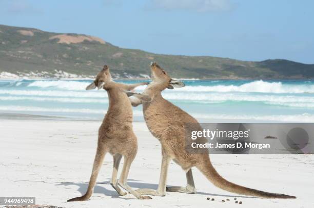 Kangaroos on the beach in Lucky Bay in the Cape Le Grand National Park on August 06, 2014 in Lucky Bay, Western Australia. The bay is a huge tourist...