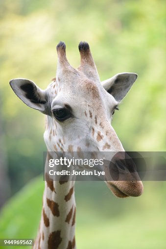 Giraffe's muzzle Giraffe's muzzle