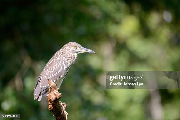 heron's resting post - estero stock pictures, royalty-free photos & images