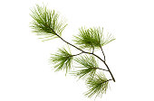 Pine spruce green branches isolated on white background. Tree parts decoration.