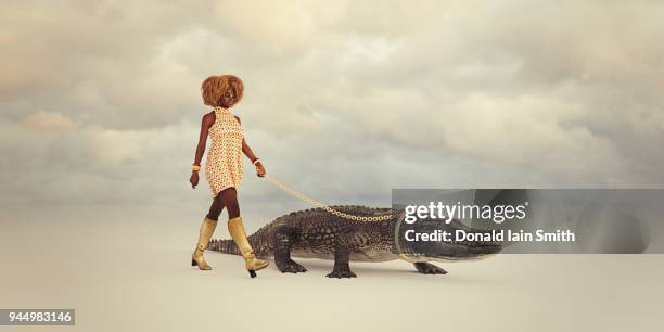 woman walking pet crocodile with gold chain and collar - pet leash stockfoto's en -beelden