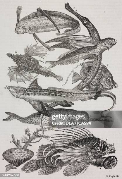 Dattiloftera, 2 Syngnathus, 3 Pegasus, 4 Trachypterus, 5 Chaetodon, 6 Rabbit fish, 7 Unicorn , 8 Flying Pteroids, 9 Attinia, 10 Polyclinus, 11 Coral,...