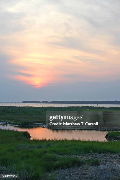 chincoteague - matthew marsh stock pictures, royalty-free photos & images