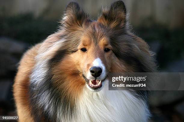 glamor shot - shetland sheepdog stock pictures, royalty-free photos & images