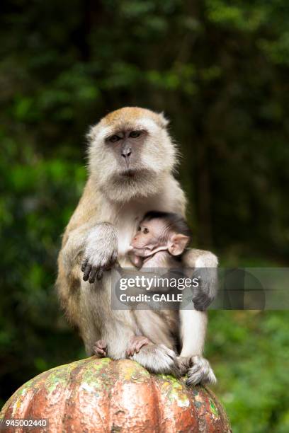 madre e hijo - madre e hijo stockfoto's en -beelden